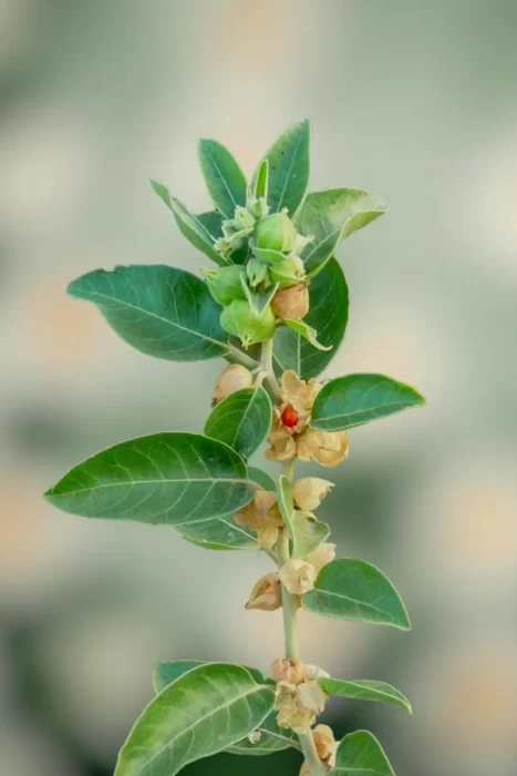 Ashwagandha levele és virága